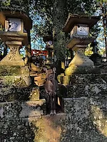 Превью «Охота» за красными кленами: наше путешествие в Японию в сезон момидзи #2