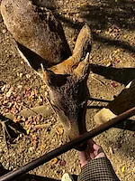 Превью «Охота» за красными кленами: наше путешествие в Японию в сезон момидзи #4