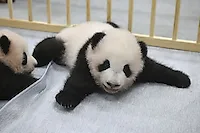 Япония осталась без панд впервые за 50 лет 🐼