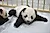 Япония осталась без панд впервые за 50 лет 🐼