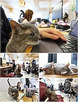 🐾 Немножко забавных новостей в тяжелые будни