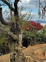 Превью «Охота» за красными кленами: наше путешествие в Японию в сезон момидзи #1