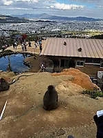 Превью «Охота» за красными кленами: наше путешествие в Японию в сезон момидзи #3