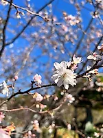 Сакура цветет прямо сейчас в парке Уэно в Токио