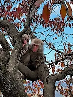 Превью «Охота» за красными кленами: наше путешествие в Японию в сезон момидзи #4